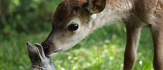 Nya "Bambi" saknar djup och liknar "Den stora älgvandringen"