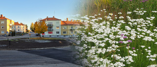 Släpp sargen – gör rondellen till en praktfull blomsteräng