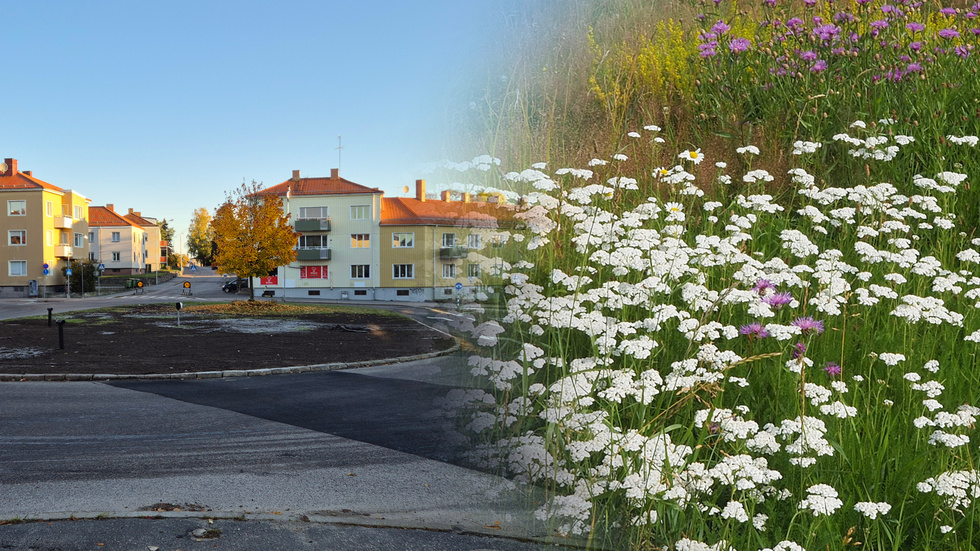 Låt tusen blommor blomma, uppmanar Rolf Waltersson. Och varför inte börja på Tuna torg?