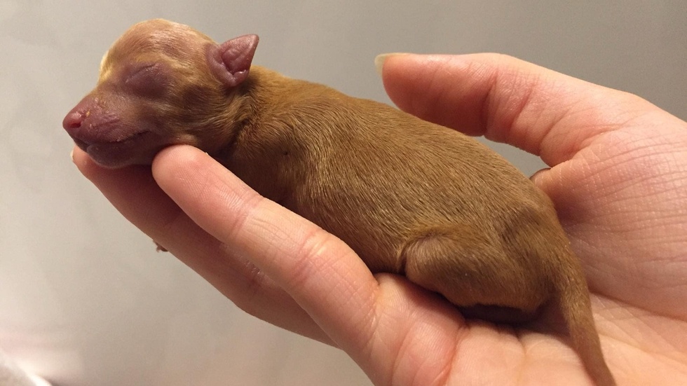 Den som skaffar hund är också skyldig att ta hand om den, enligt djurskyddslagen. Bilden är tagen i ett annat sammanhang och visar inte en av de hundar som beskrivs i artikeln.