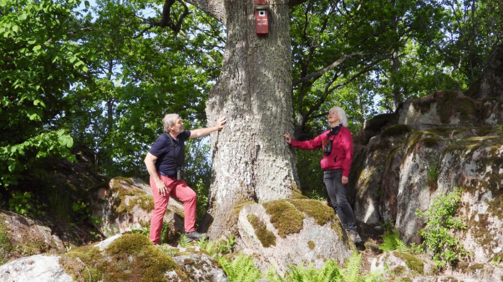 Weine Drotz och Meta Björk Drotz har satt upp runt 160 fågelholkar på tre golfbanor. Resultatet är en succé.