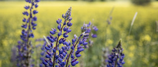 Länsstyrelsen uppmanar: Bekämpa lupinen – Så här gör du