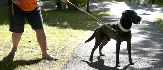 Hund attackerade och bet – ägaren polisanmäld