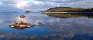 Ruttnande älgkadaver bogserades bort: "Vid islossningen kom de flytande som stora stenar och strandade"