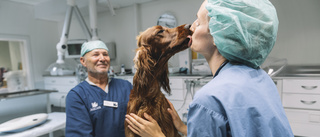 Veterinärbristen är inte bara ett politiskt problem