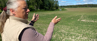 Mygginvasionen tillbaka i Kättinge efter några års lugn