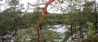 Södermanlands län måste skydda mer skog 