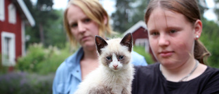 Vem dumpade kattungen vid grusvägen utanför "Blacka"?