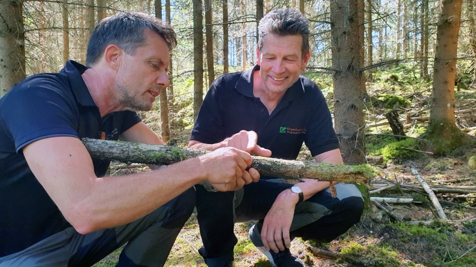 Nicklas Jansson och Karl-Olof Bergman visar på vikten av död ved i skogen. Just i den här unga granskogen är den döda veden för liten.