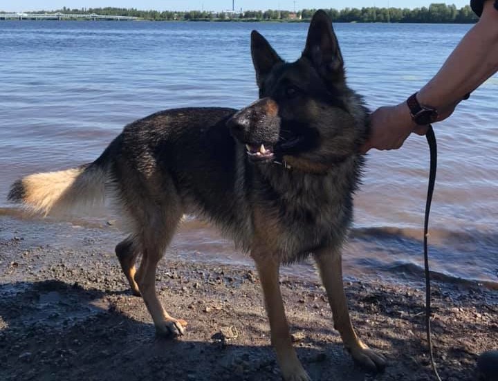 Polishunden Ojje jobbade i värmen och fick sedan ta ett dopp i älven.