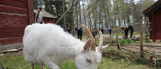 Från platsannonserna: Analfabet sökes!