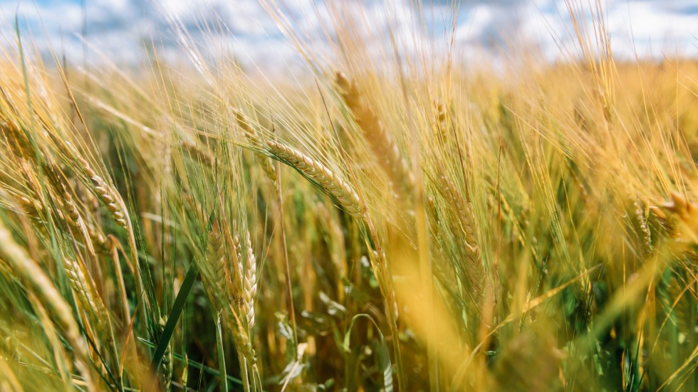 Oavsett hur utvecklingen kommer att se ut i Ukraina, så är det redan nu ett varningstecken att svenskt lantbruk i detta läge kanske producerar ännu mindre i år, för att man helt enkelt inte har råd eller inte vill ta risken, skriver debattörerna.