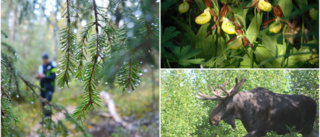 Quiz: Är du en skogsmulle? Testa dina djur- och naturkunskaper här!