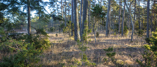 Skogen på ön avgörande för grön omställning