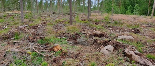 Varför skövla vår vackra natur?