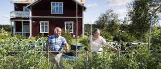 Ann-Kristin i Ale har 76 olika tomatsorter