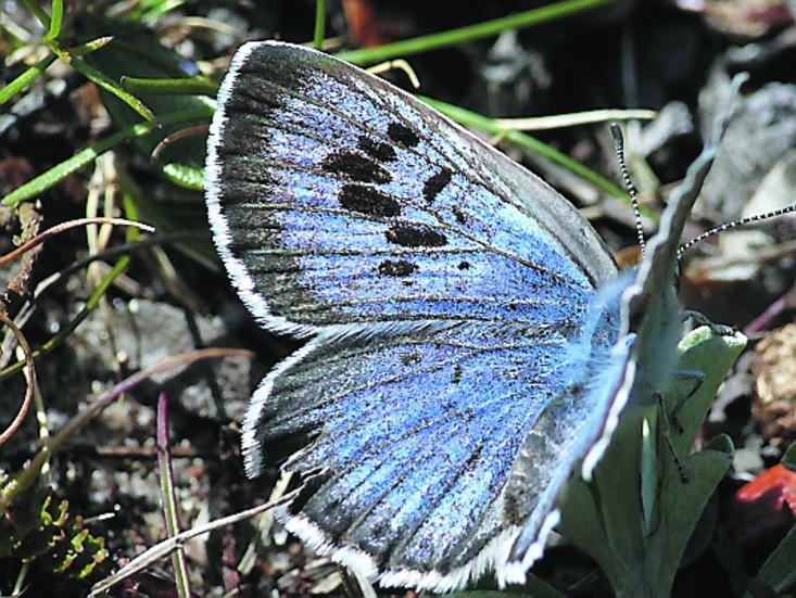 Svartfläckig blåvinge är en av de tre hotade fjärilsarterna som finns på Gotland.