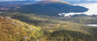 Höga naturvärden i fjällnära skogar visar inventering