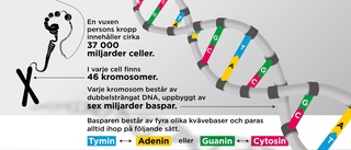 Människans arvsmassa kartlagd – på riktigt