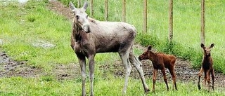 Nytillskott i älgparken