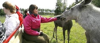 Öga mot öga med älgen