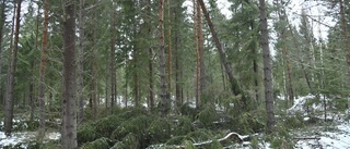 Lokala krismöten om granbarkborren