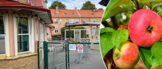 Äppelkastande man tvingar förskola att bygga högre staket ✓Personal och barn fick ta skydd ✓Polis inkopplad ✓"Inte acceptabelt"