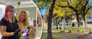 Efter långa väntan: Grönytan förvandlas – blir till ny park: "Att bara lämna det så här en sommar är inte bra"