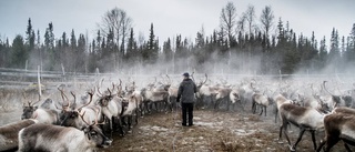 Renskötares psykiska hälsa kartläggs