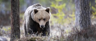 Björnattack mot pappa och barn i Hälsingland     