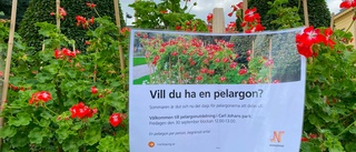 Äntligen pelargonutdelning igen