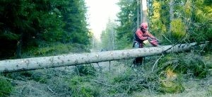 En årsavverkning föll i vårt närområde