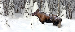 Betesskador i skog utan älgar