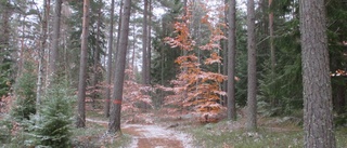 Varför förstöra skogen vid Västra Hållet, politiker?