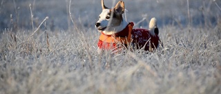 Hund på språng vann i november