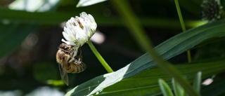 Dna-spår i luft – nytt sätt att räkna insekter