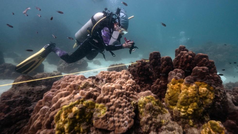Marinbiologen Lalita "Nan" Putchim, fotograferar koraller som drabbats av sjukdomen yellow band disease som tar död på de viktiga korallreven.