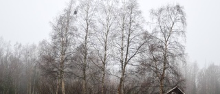 Dispens för strandskydd beviljat