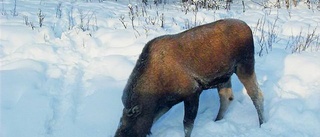 Aggressiv älg skjuten