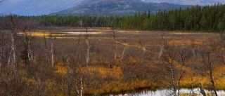 Länet får fem nya naturreservat