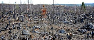 Klusåberget på väg att bli reservat