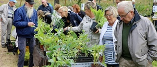 Marknad med udda perenner