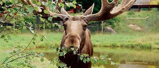 Agneta dödades av en älg