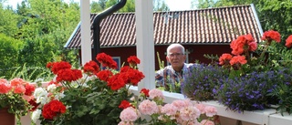 Nässelvatten ger fina pelargoner