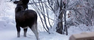 Celeber matgäst lät sig inte störas av nyfikna åskådare