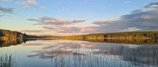 Läsarbild: Midsommarnatt i Brännträsk         