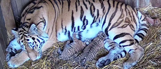 Tigerungar födda på djurparken: "Ovanligt"