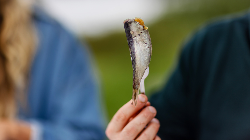 "Ökande kvoter på strömming är ingenting annat än en skandal både för ekonomin och miljön, att vi fortsätter att gynna några stora industritrålare istället för en levande kust för miljoner människor med möjligheter till besöksnäring, fritidsfiske och många små lokala yrkesfiskare är varken ekonomiskt eller ekologiskt hållbart", skriver insändarskribenterna. (Arkivbild)