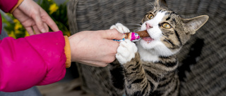 Måste utsatta katter ha Tiktok för att få ett nytt hem?