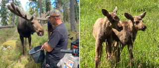 Leffe sa "aldrig mer" – då dubblades bebislyckan i älgparken  